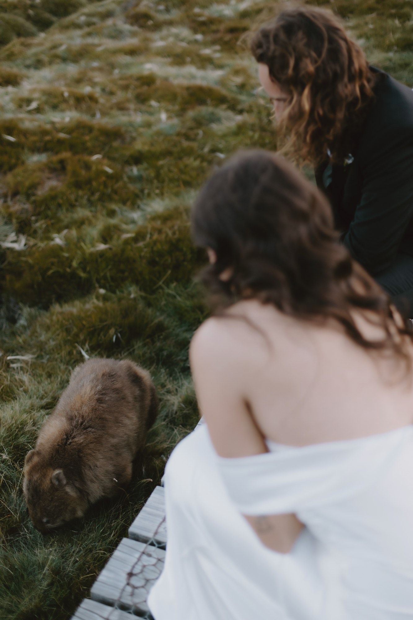 A couple sit on a boardwalk at Cradle Mountain watching a wombat graze beside them.